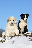 MONTAGNE DES PYRENEES & BORDER COLLIE 074